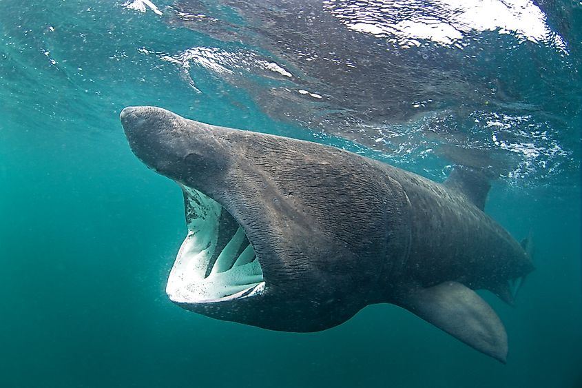 Basking shark, cetorhinus maximus, Coll island, Scotland.