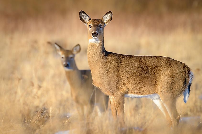 A pair of white-tailed deer.