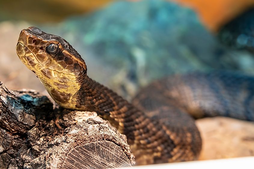 Northern cottonmouth (Agkistrodon piscivorus)
