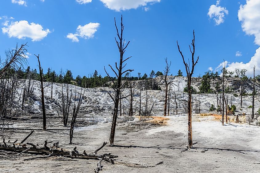 Dead trees dotting the landscape of the Mammoth Hot Springs region
