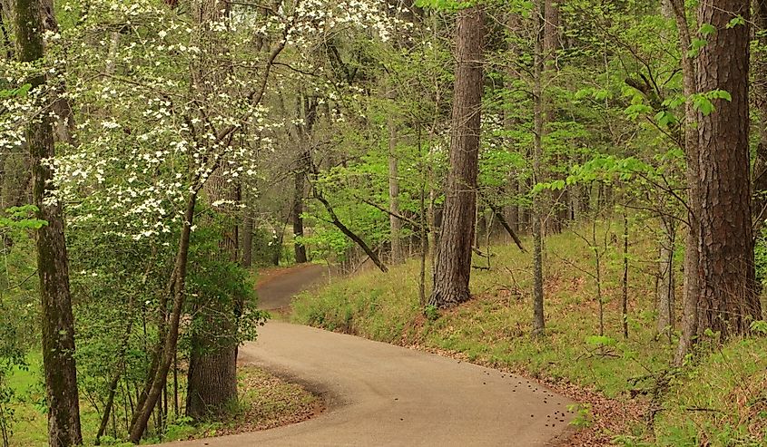 Davey Dogwood Park in Palestine, Texas during dogwoods blooming season