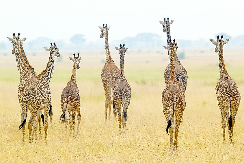 Serengeti National Park giraffes