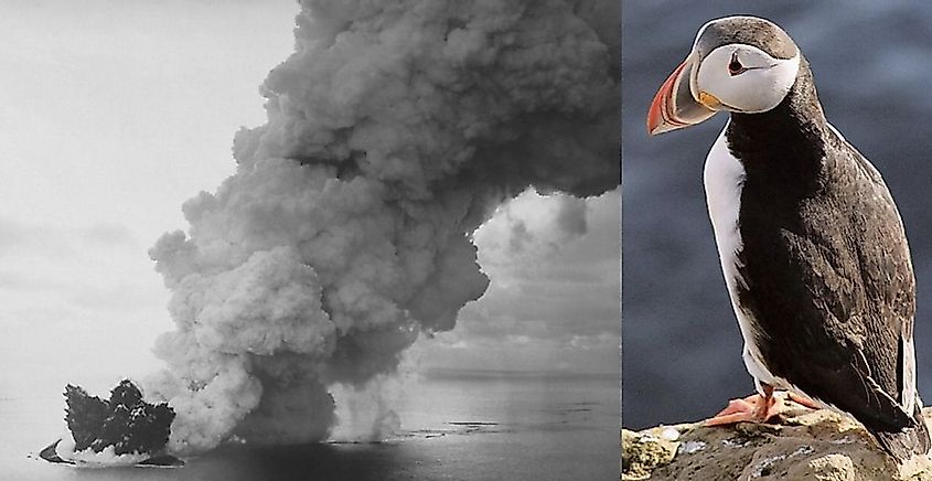 The formation of Surtsey by the volcanic eruption in 1963 and the first puffin nests on the island in 2004. 