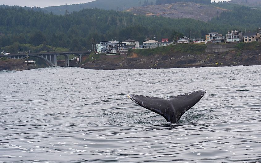 Gray Whale fluke out of the water in Depoe Bay, Oregon.