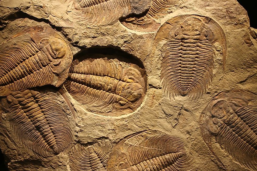 A trilobite fossil imprint in sediment.