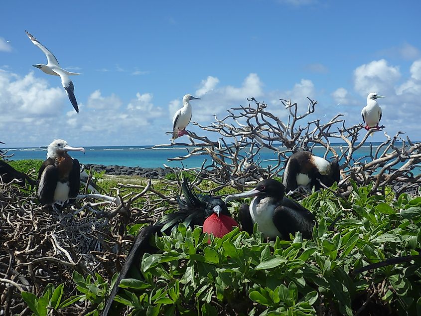 Great frigatebirds and red-footed boobies at Tern Island. Credit: By U.S. Fish & Wildlife Service - Pacific Region's - Great frigatebirds and red-footed boobies at Tern IslandUploaded by PDTillman, CC BY 2.0, https://commons.wikimedia.org/w/index.php?curid=14198645