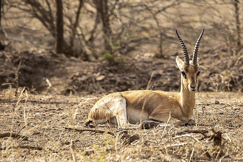 Gazelle in Ranthambhore National Park