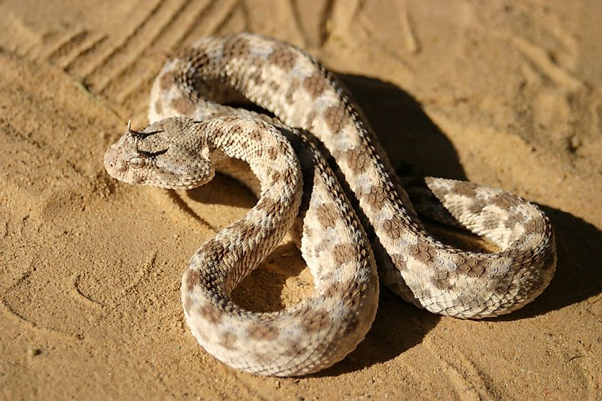 Pavojinga raguota gyvatė Sacharos dykumoje.