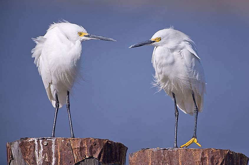 Snowy egrets on Ashley Island.