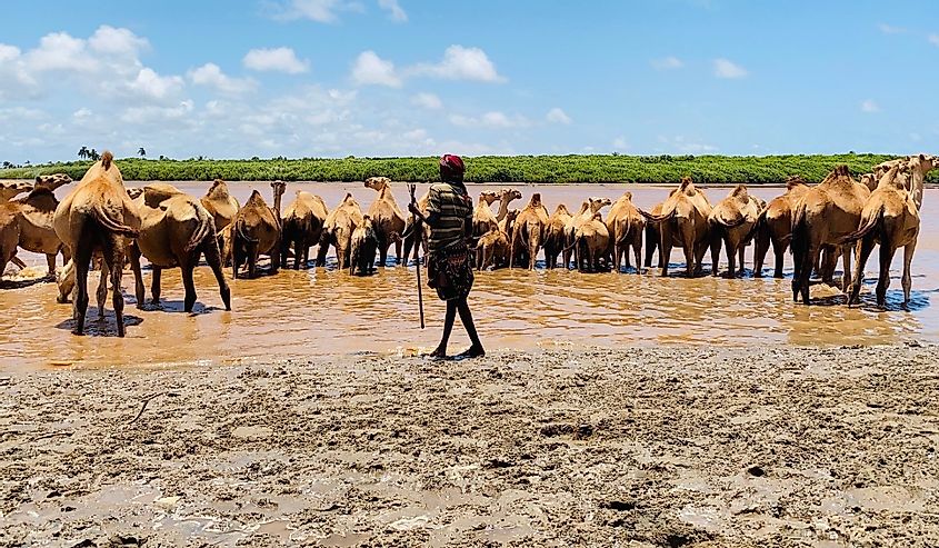 A man watching over his camels drinking water from the river in Goobweyn, Lower Jubba, Somalia.