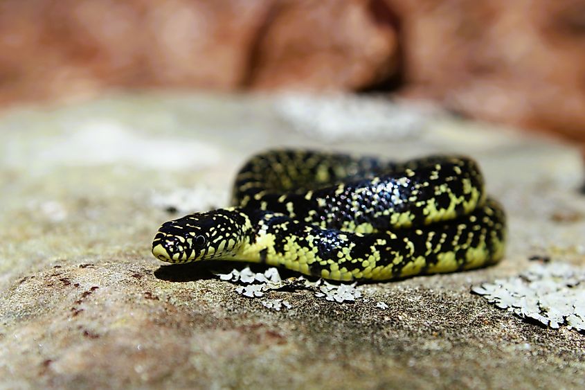 A juvenile eastern black kingsnake.