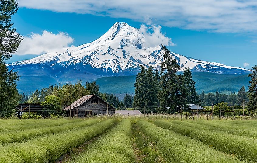 Lavender Valley in Hood River with Mt Hood in the Background.