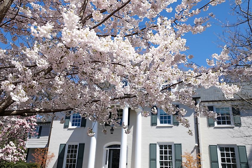 Kenwood is a residential neighborhood in Chevy Chase, Maryland, known for its many blossoming yoshino cherry blossom trees in the spring