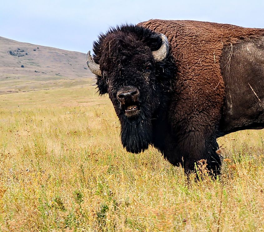 Bison Migrating in Montana Mountains.