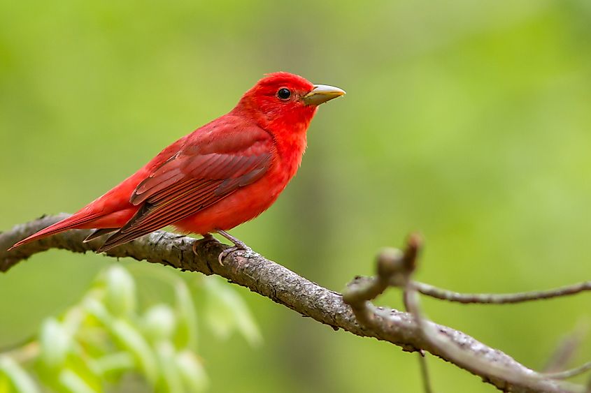 10 Reddest Animals And Birds In The World - WorldAtlas 10 Reddest Animals And Birds In The World - WorldAtlas