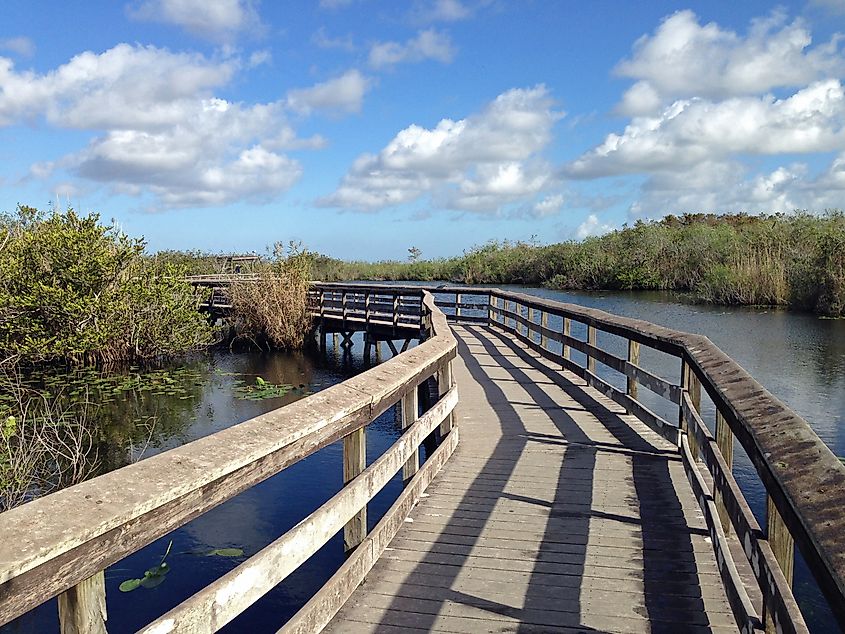 The boardwalk on the Anhinga Trail in Everglades National Park, Florida. Credit: By Fredlyfish4 - Own work, CC BY-SA 3.0, https://commons.wikimedia.org/w/index.php?curid=30609443