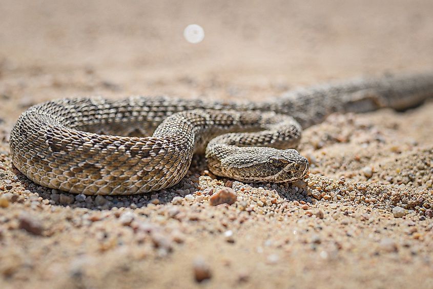 Crotalus Viridis ( Prairie Rattllesnake)