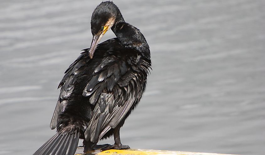 Cormorant drying its wings by the River Bann, Coleraine.