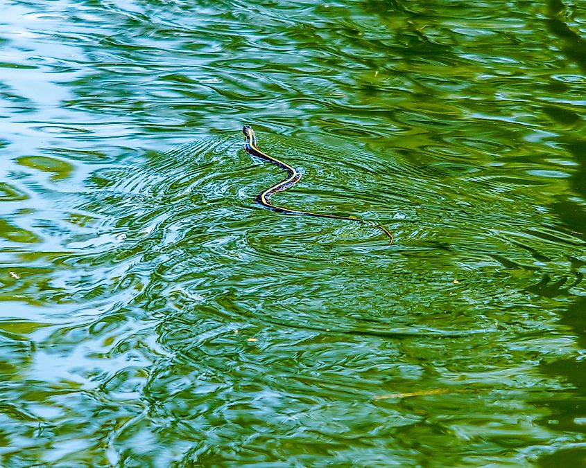 Common Garter Snake swimming in the water.