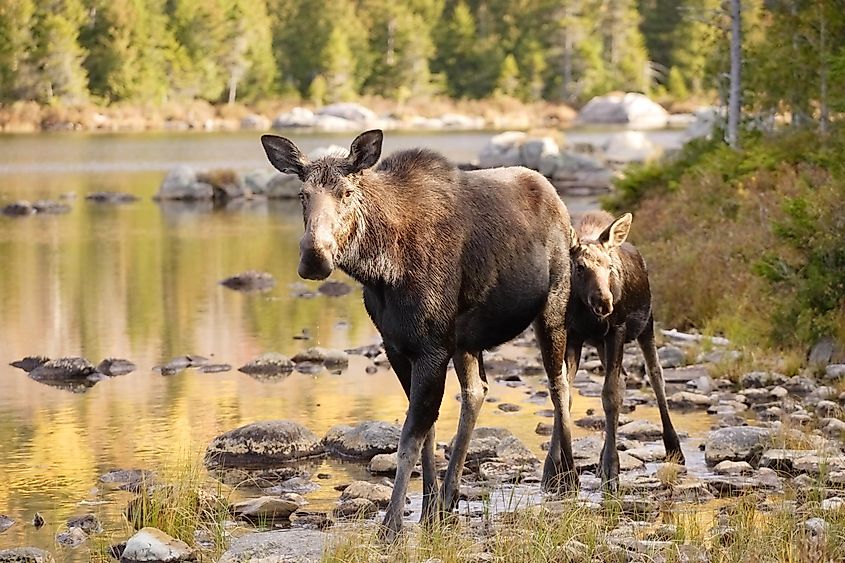 What Animals Live In North America? - WorldAtlas What Animals Live In North America? - WorldAtlas