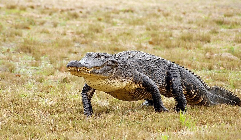 American alligator walks across the grassy meadow