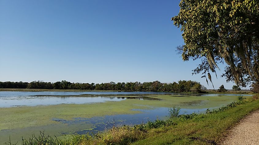 Brazos Bend State Park, Texas.