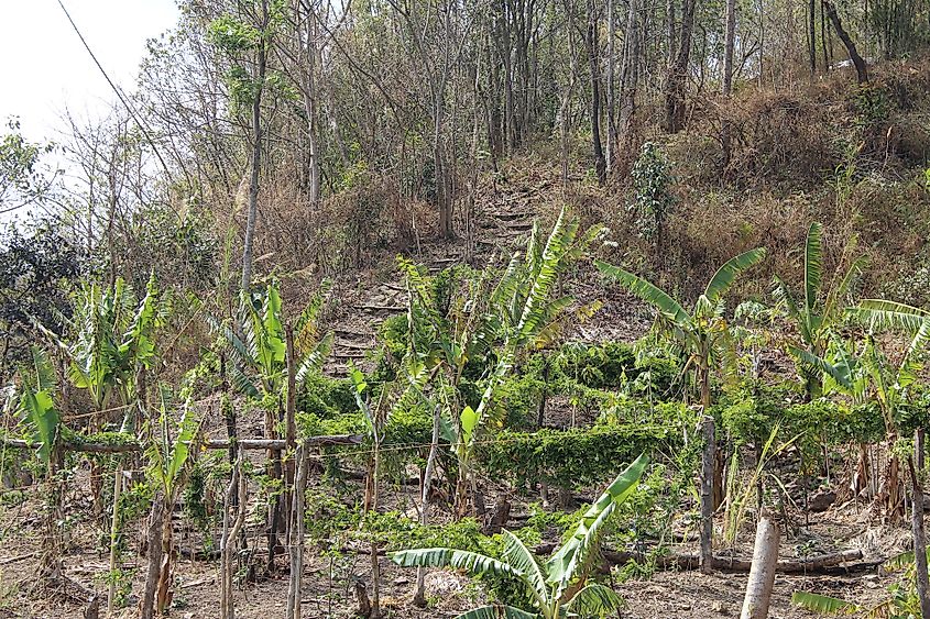 slash and burn agricultture