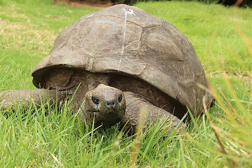 A elderly giant tortoise chilling in the grass