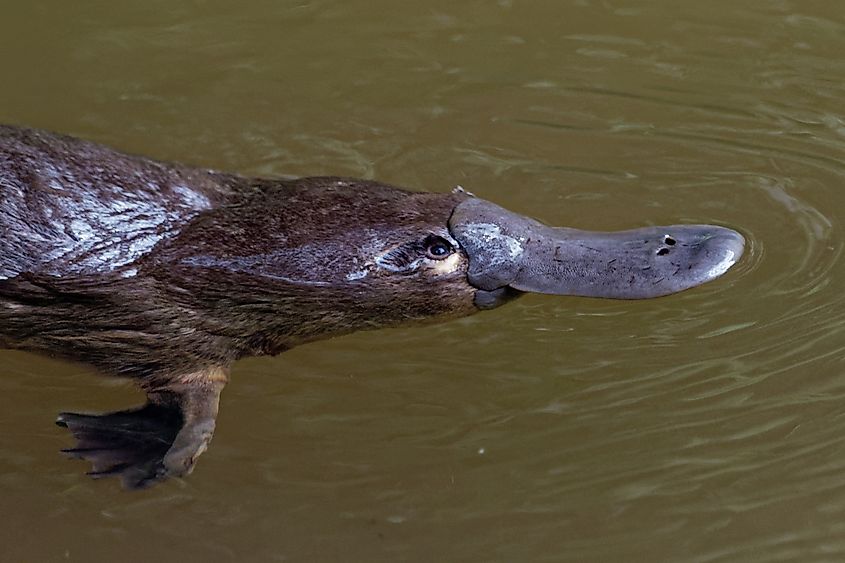 Examples of Semiaquatic Animals - WorldAtlas Examples of Semiaquatic Animals - WorldAtlas