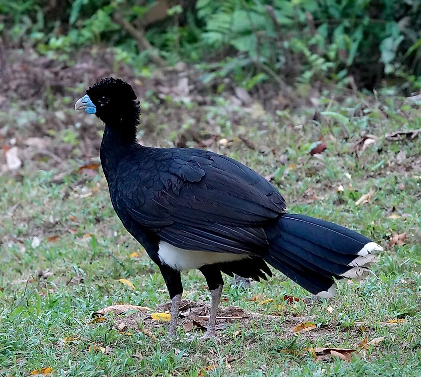 A Blue-billed Curassow.
