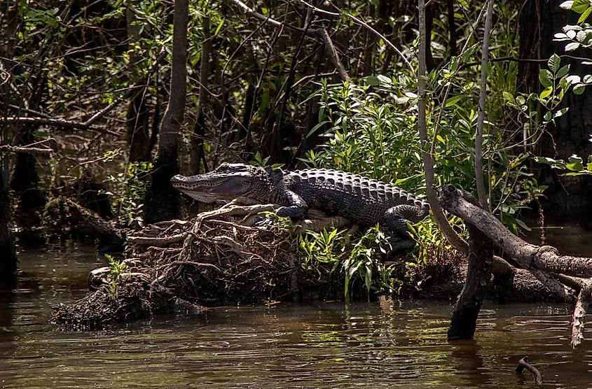 Alligator basking in the sun on the Waccamaw River