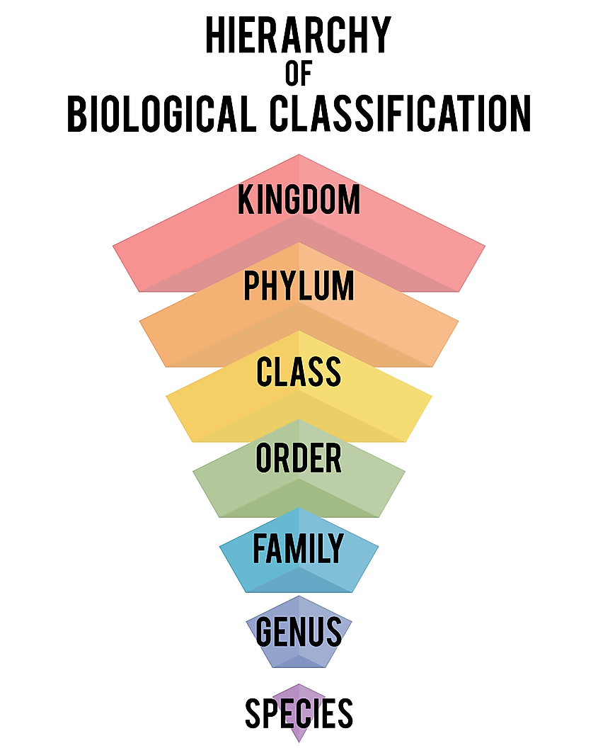 Hierarchy of biological classification. Major taxonomic ranks.