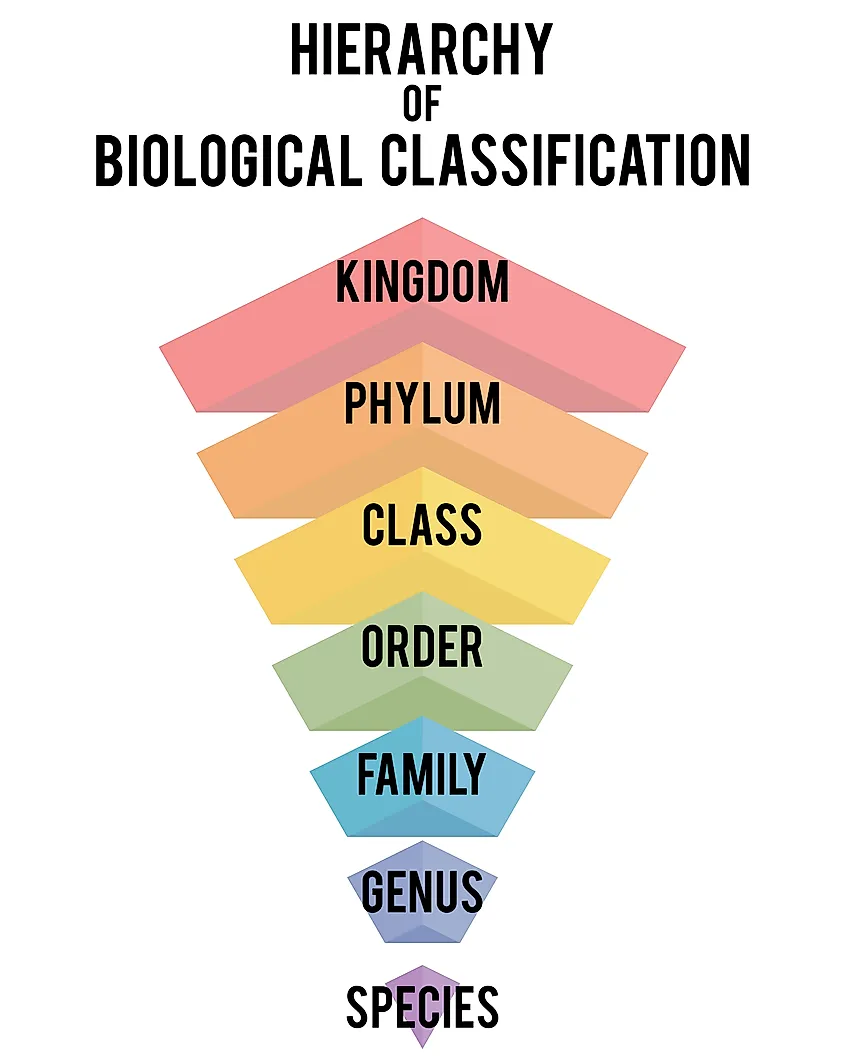 What Is A Species Worldatlas 