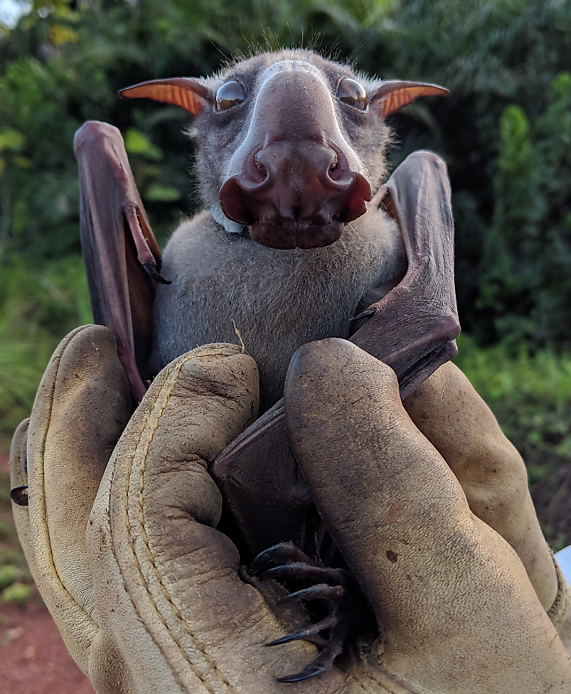 The hammer-headed bat (Hypsignathus monstrosus). Here, an adult male has been fitted with a solar-powered GPS collar
