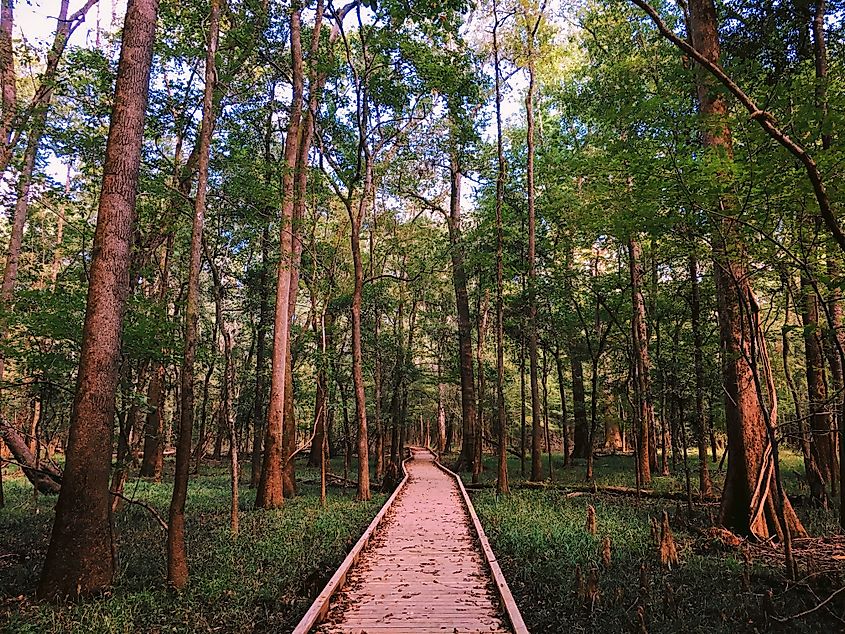 The Congaree National Park, the feral pigs in this area will ram their heads into the trees to drop fruit. Credit: danesprintshop/Shutterstock.com