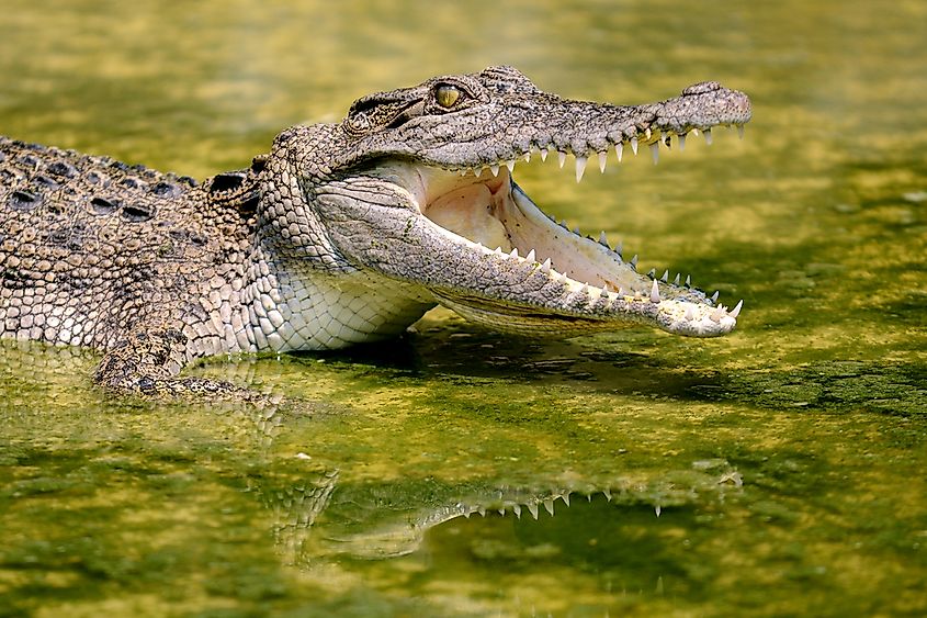 Australian Reptiles