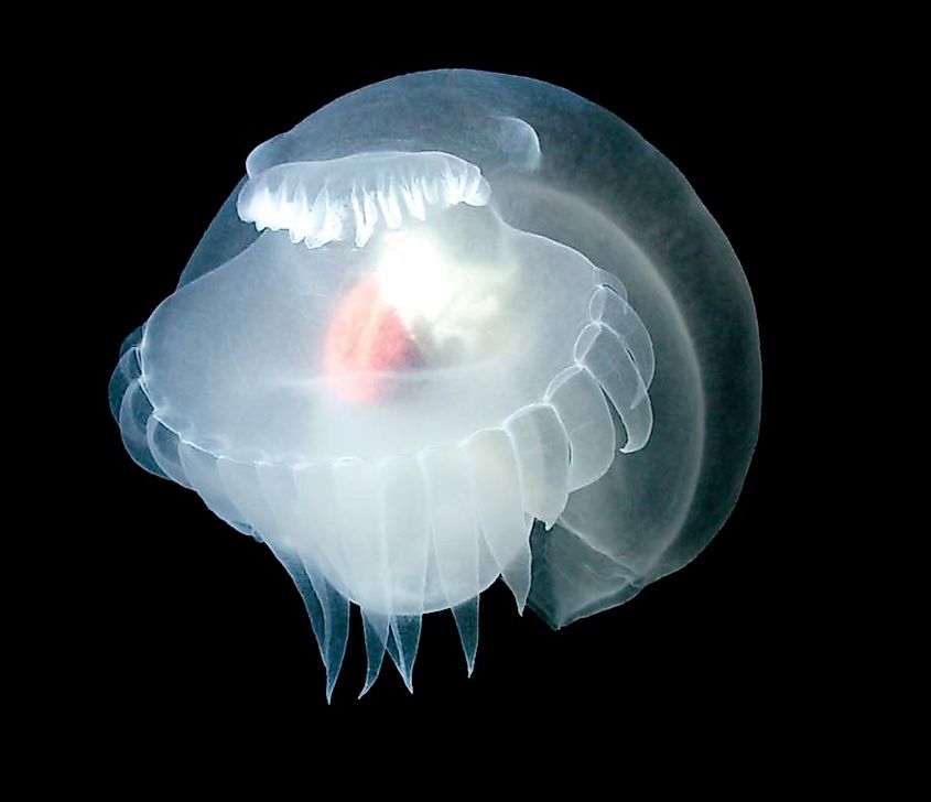 By NOAA/MBARI - https://www.earthsciweek.org/forteachers/mysterymollusc_cont.htm, Public Domain, https://commons.wikimedia.org/w/index.php?curid=10684633