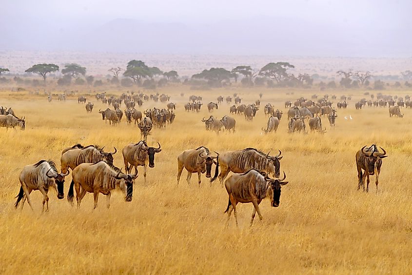 A herd of wildebeests in the savannah in Kenya. 