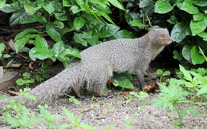 Common Invasive Species Of Mammals - WorldAtlas Common Invasive Species Of Mammals - WorldAtlas