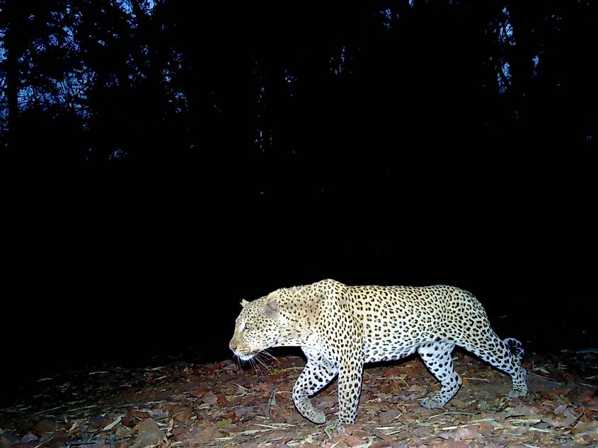 leopard in Niokolo Koba National Park 