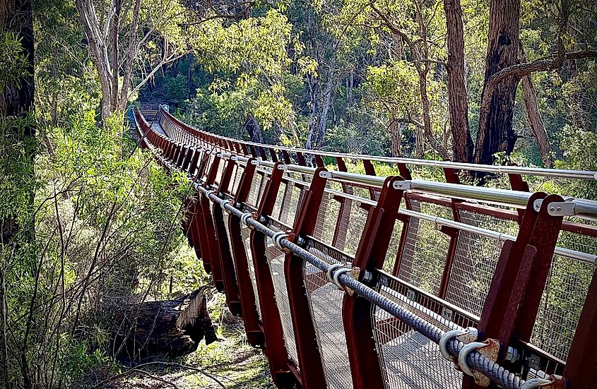  Kaniyang Wiilman Suspension Bridge in Collie, Western Australia.