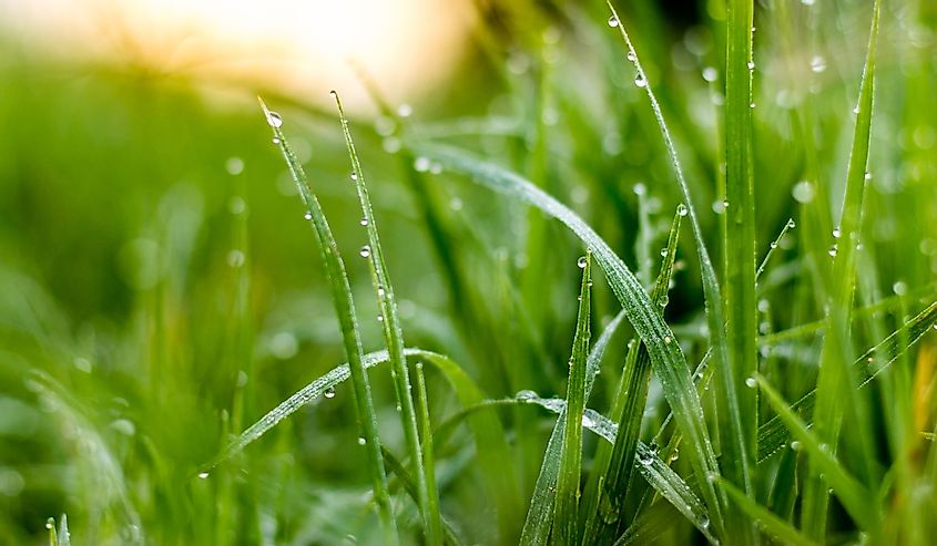 sunlight and waterdroplets on grass