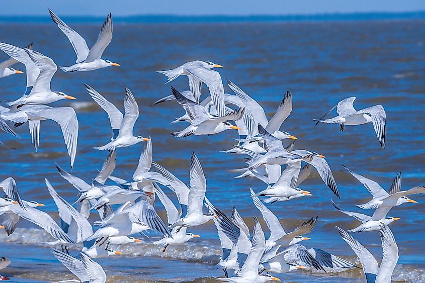 Birds in Dauphin island