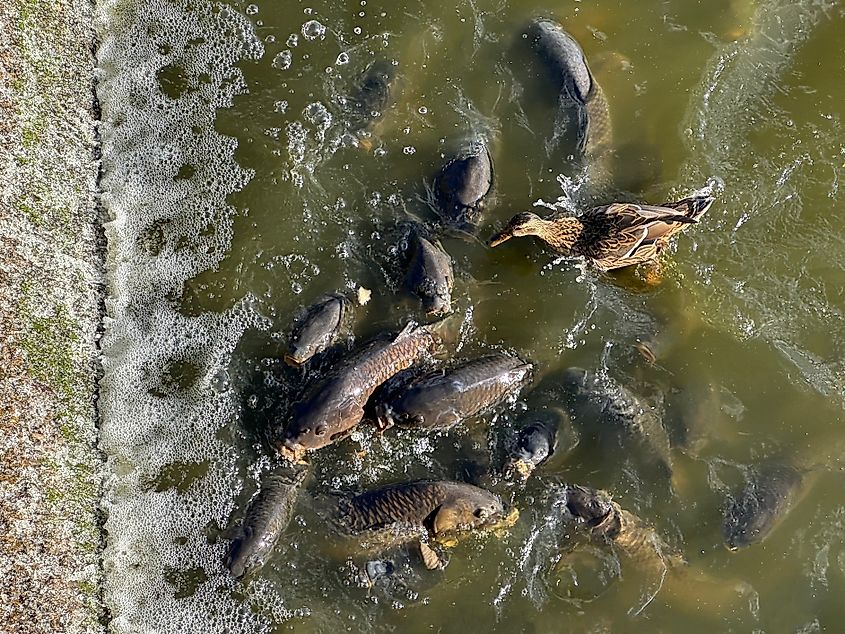 A wad of bread throws carp and a duck into a feeding frenzy in the Linesville Spillway, Lake Pymatuning, Pennsylvania.