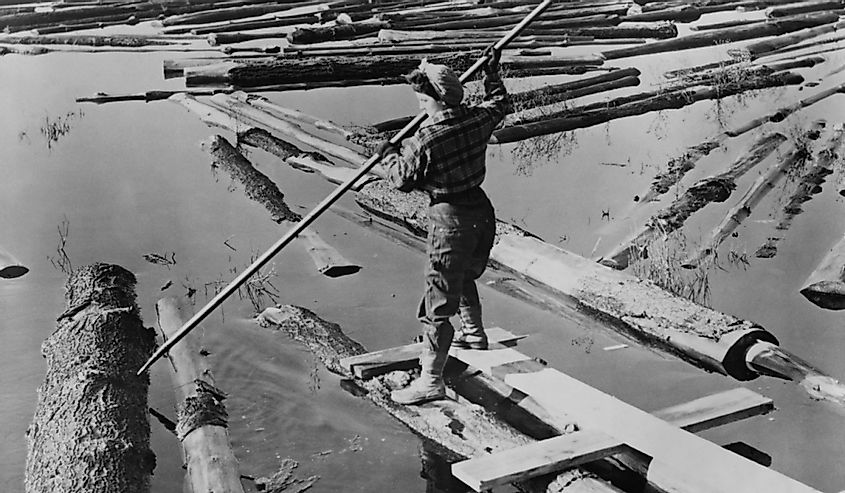 Lumberjill, a female lumberjack drives logs with pike pole during World War 2