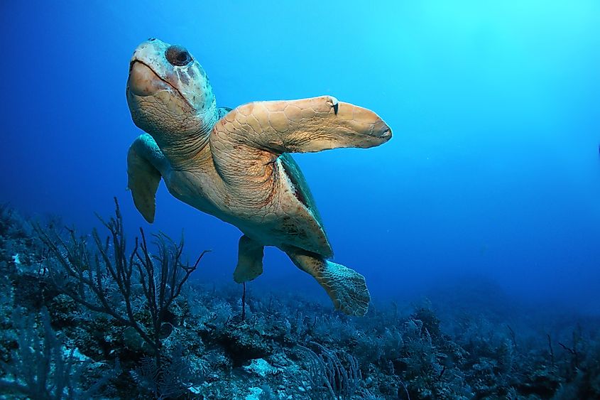 Old loggerhead turtle swimming over the coral reef - Akumal, Riviera Maya - Mexico