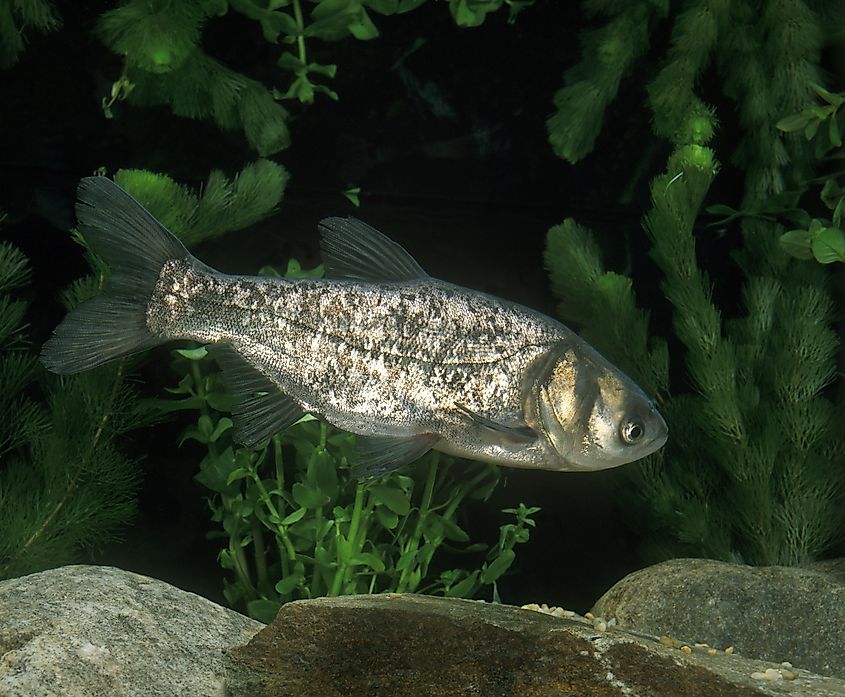 Silver Carp adult fish