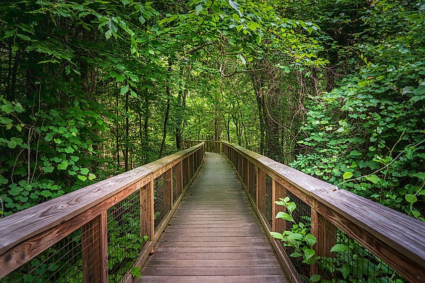Boardwalk Trail at Congaree National Park, South Carolina.
