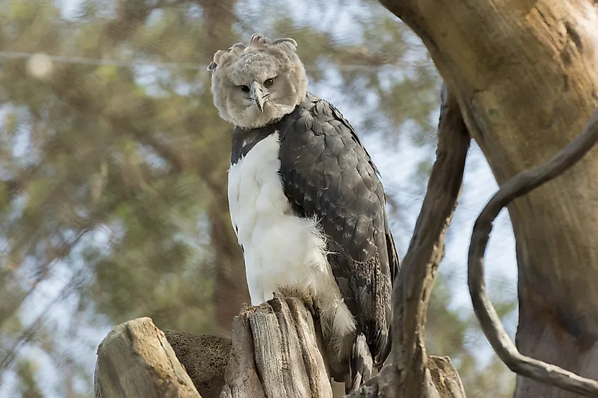 Harpy eagle