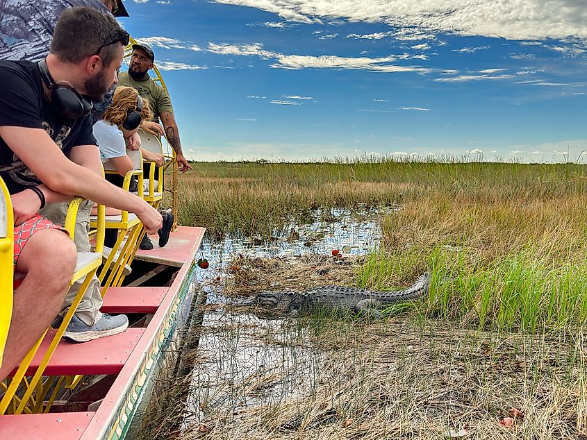 Alligator sighting in the Everglades National Park.